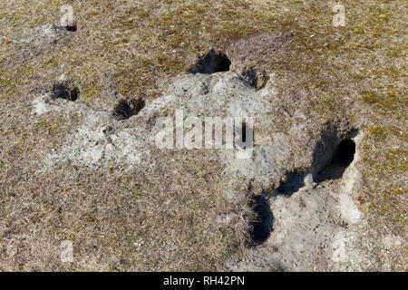 Lapin de garenne (Oryctolagus cuniculus) crottes à l'avant des entrées de l'enfouir / Warren dans les prairies Banque D'Images