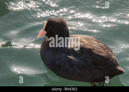 Foulque macroule Fulica atra, également connu sous le nom de la foulque noire, natation sur un lac Banque D'Images