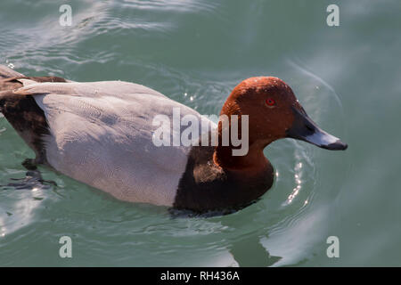 Redhead Duck Duck mâles Canards natation Banque D'Images