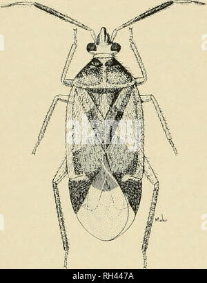 . Bulletin scientifique de l'Université Brigham Young. Biologie -- Périodiques. 82. Fig. 103. Eurychilopterelki luridula Reut., rf. Ces nymphes ont été identifiés par comparaison avec nymphes qui ont été recueillies auprès d'adultes sur l'Artemisia tridentata à American Fork, Utah, la localité type de l'espèce. Sur le site d'essai Je n'a pas réussi à retourner à l'endroit de la collecte d'obtenir des adultes après l'émergence. Le 28 juin 1965, à American Fork, Utah, les nymphes et les adultes qui ont été qui se reproduisent dans l'Artemisia triden- tata ont été recueillies. On a également recueilli des schwarzii sur le même hôte, le 29 juin 1965, à Scipion et Cedar City Banque D'Images