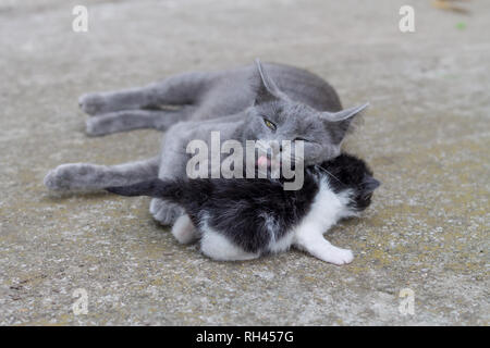 Toilettage chat mère son bébé chaton Banque D'Images