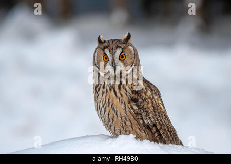 Long-eared Owl Asio otus, en hiver. Banque D'Images