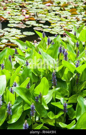 Au premier plan une série de mauvaises herbes Brochet géant avec des pointes de violet de fleurs et feuilles en forme de coeur ; en arrière-plan un étang de nénuphars. Banque D'Images