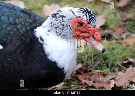 Canard de barbarie Banque D'Images