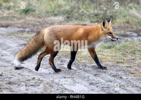 Red Fox à Cbourg Harbour Banque D'Images