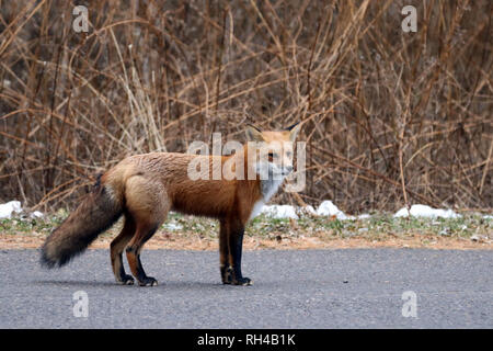 Red Fox à Cbourg Harbour Banque D'Images