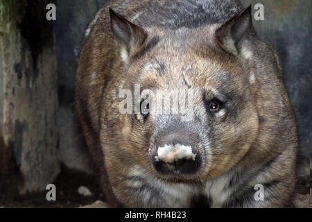 Zoo de Wombat Banque D'Images
