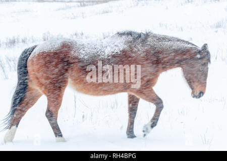 Vue de côté : Brown, enneigées l'plods avant dans les pâturages, bravant le froid et la neige de conduite en hiver, dans le sud de l'Alberta, Canada Banque D'Images