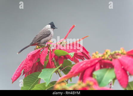 Bel oiseau Bulbul dirigé fuligineux perché sur les fleurs Banque D'Images