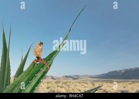 House Finch, Haemorhous mexicanus, sur la figue dans le sud-ouest, USA Banque D'Images