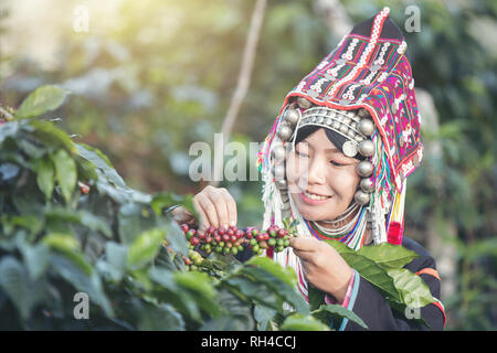 Les agriculteurs, les femmes Akha, souriant et ramasser un tas de grains de café d'un caféier qui est un produit du café d'une tribu du nord de la Thaïlande Banque D'Images