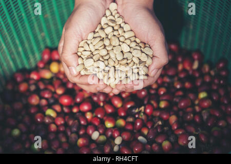 Dans les mains qui portent les grains de café Banque D'Images