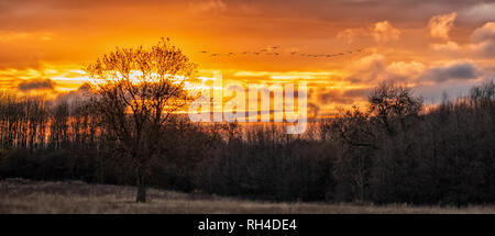 Quel grand coucher du soleil la nuit dernière ici dans le Nottinghamshire. Banque D'Images