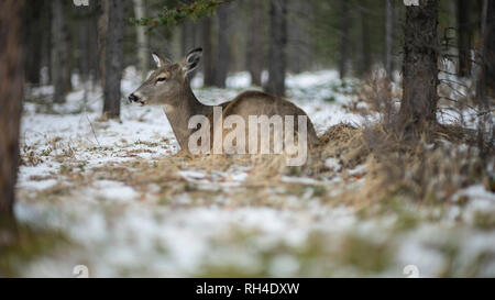 Deer portant in Snowy Woods, Lake Louise, Alberta, Canada Banque D'Images