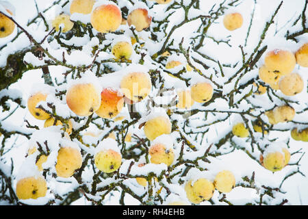 La neige couvrant les pommes growing on tree Banque D'Images