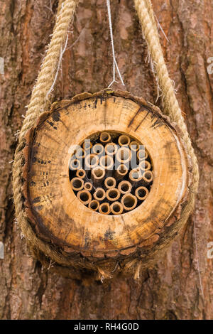 Hôtel pour insectes insectes, coléoptères, larves et d'araignées. Rempli de tuyaux de bambou creux et suspendu à un arbre par une corde. Fond des bois naturel. Banque D'Images