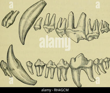 . Animaux britannique disparu dans les temps historiques : avec quelque compte de la faune sauvage. Mammifères éteintes, les mammifères du bétail. Le loup. 123 art noble, à laquelle il appHed avec du travail incessant et incroyable succès." La chasse le loup, le sanglier, le renard, et le cerf, étaient les passe-temps favoris de la noblesse de l'époque, et les chiens qu'ils employaient pour ces différentes branches du sport, ont été tenues par eux dans l'estimation la plus élevée. De tels ravages n les loups s'engager au cours de l'hiver,. Dents de loup. NATUllAL TAILLE. en particulier en janvier lorsque le froid était plus dure, que le S Banque D'Images