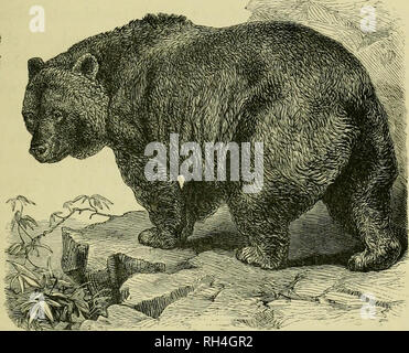 . Animaux britannique disparu dans les temps historiques : avec quelque compte de la faune sauvage. Mammifères éteintes, les mammifères du bétail. II. L'ours. Ursus ardos. Pour traiter la première des premières espèces historique qui a disparu, aucun doute ne peut exister que l'ours brun habité l'Angleterre en temps de l'histoire qui prend connaissance, le peu de documents écrits qui nous sont parvenus de son ancienne existence ici étant complété par le meilleur de tous les éléments de preuve, le dis- covery de sa demeure. Celles-ci ont été trouvés dans les formations les plus récentes à l'échelle de l'Angleterre, qui peut difficilement être considéré comme combustibles Banque D'Images