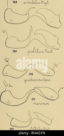 . Bulletin scientifique de l'Université Brigham Young. Biologie -- Périodiques. MlRIDAE DU NEVADA TEST SlTE 229 1965, à lumière noire ; Salon 18M, 5tf 16 ? 22 Julv, 1965, à la lumière noire ; superficie 410M, 39, 21 juillet 1965, à la lumière noire ; Zone TM, 9 juin 14, 1965 ; Salon M, 9, 25 août 1965, à la lumière incandescente ; Salon ABC8, 2d 25 avril 1961, prises dans une fosse-piège peut ; Zone 1BF30, 9 mai 19, 1961, pris dans un piège à fosse. Phytocoris bakeri Reuter Phytocoris bakeri Reuter, 1909:28. Le type de cette espèce est venue de Clare- mont, Californie (Ch. F. Baker), et j'ai vu d'autres spécimens dans le comté de Los Angeles, Cali- Banque D'Images