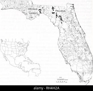 . Brimleyana. Zoologie ; Écologie ; l'histoire naturelle. 62 Richard Franz, Judy Bauer et Tom Morris. Fig. 6. La distribution de Procambarus horsti, Procambarus orcinus, et Procambarus pallidus. zone qui sépare les deux faunes,, bien que plus d'exploration dans les 50 km de large hiatus peut changer ce point de vue. Nous suggérons que l'histoire évolutive de la pallidus impliqués complexe invasions indépendant de ancestral leptodactylus-comme les actions dans des zones géographiquement isolées sol- réservoirs d'eau associés à l'escarpe Cody dans le Woodville et supérieure. Suwannee L'évolution ultérieure conduit à la différence Banque D'Images