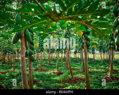 Pawpaw culture des arbres au Costa Rica, Amérique Centrale Banque D'Images