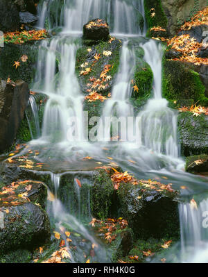 USA (Oregon, Portland, Crystal Springs Rhododendron, petit jardin, cascade moussue et tombé, l'automne feuilles d'érable. Banque D'Images