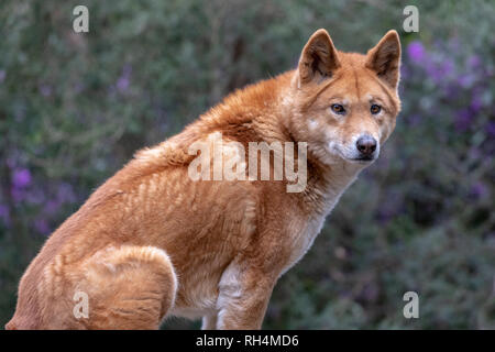 Dingo, le chien indigène australienne (Canis lupus dingo) assis sur un rocher Banque D'Images