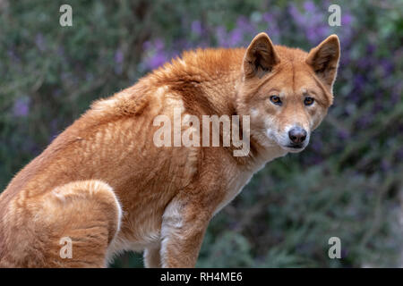 Dingo, le chien indigène australienne (Canis lupus dingo) assis sur un rocher Banque D'Images