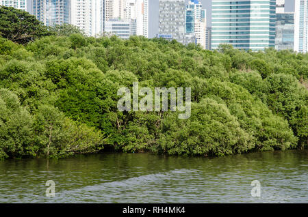Les mangroves de la baie de Panama et Costa del Este quartier dans l'arrière-plan Banque D'Images
