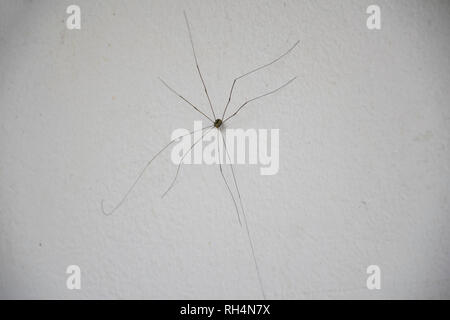 Papa branche longue araignée sur fond de mur blanc Banque D'Images