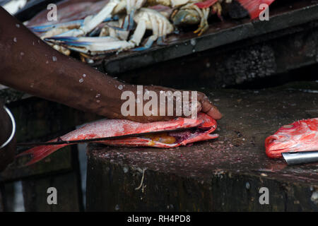 Le cuisinier en chef coupe un poisson Pargo Vivaneau rouge ou sur une planche à découper en bois. La cuisine asiatique, au Sri Lanka. Banque D'Images