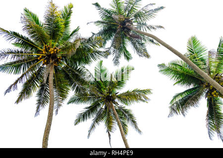 Palmiers Vue de dessous, isolé sur fond blanc. Banque D'Images