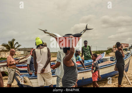 Le Cap Vert, l'île de Maio : pêcheurs au retour d'un voyage de pêche, sur la plage de Porto Ingles (Vila do Maio). Le déchargement du poisson : un bac contai Banque D'Images