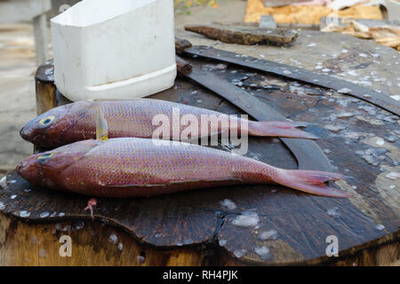 Poisson frais le vivaneau ou threadfin bream avant cuisson sur la table de découpe. Rue poisson makret au Sri Lanka. Banque D'Images