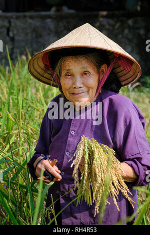 Local Vietnamese woman Smiling avec chapeau conique de la récolte du riz dans un champ. Banque D'Images