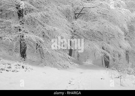 Snowy Winter Wonderland scènes prises à Lyme Park, une propriété du National Trust sur le bord du parc national de Peak District. Banque D'Images