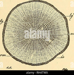 . La botanique pour les lycées et collèges. La botanique. Tissus d'angiospermes. ^^^ treme cas plus d'un millier,* l'écorce rarement présente plusieurs couches distinctes, et son épaisseur est généralement très inférieure à celle de l'ancien. À partir de ce qui a été dit, c'est vu qu'une tige dicotylédone vieux de plusieurs années, est composé d'une série de plus en plus boisée continue (Fig. B30, 1, 2, 3, 4, 5) entouré d'une série correspondante d'écorce coquilles, qui sont plus petits et plus petits (Fig. 330, 5', 4' 3', 3', 10- 548.-Les rayons médullaires. Chez les jeunes, la SOAD]/ledonous il y a des tiges d'épaisseur Banque D'Images