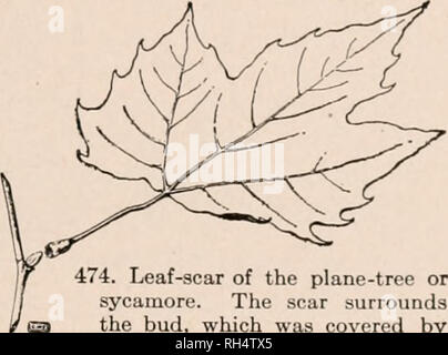 . La botanique pour les écoles secondaires ; un guide à la connaissance de la végétation du quartier. Les plantes. Comment l'étude de l'Histologie DES FEUILLES 301 pared en rendant la main-libre en travers de feuilles qui a eu lieu entre deux morceaux de moëlle ou de liège, et de fixation du matériel dans l'eau. Étudier ces feuilles comme le lierre (Hedera helix), bégonia, cycas, géranium, et de maïs. Remarque Le nombre de couches de cellules palissadiques, le parenchyme spongieux, les couches épidermiques. Les cellules qui portent la chlorophylle ? Écrire une brève description des tissus de chaque feuille, et faire un dessin du géranium. Pour étudier les stomates en section : Dans la croix Banque D'Images