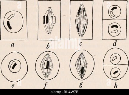 . La botanique pour les étudiants en agriculture. Les plantes. Les deux générations 413 l'œuf fécondé, est le double de celui de la spermatozoïde ou ovule. Il s'ensuit que, à moins que le nombre de chromosomes est réduit quelque part dans le cycle de vie de la plante, chaque génération de plantes aurait le double du nombre de chromosomes de la génération précédente. Ce doublement du nombre de chromosomes dans chaque génération. Fig. 368. - Schémas montrant la différence entre division cellulaire ordinaire et la division. Pour faire les diagrammes faciles à suivre que deux chromosomes dans chaque cas sont représentés, mais leur comportement est ty Banque D'Images