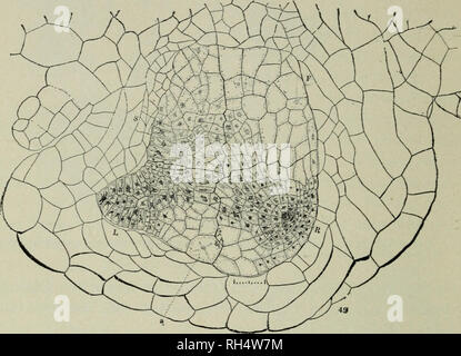 . La botanique pour les écoles secondaires. La botanique. 338 morphologie générale de plantes brise plus tard, et les courbes vers le haut dans le sinus du cœur- prothalHum en forme, et prend une couleur verte comme il vient à la lumière. La tige croît plus lentement. L'embryon est maintenant es- tablished et le prothalle disparaît, même si elle reste. Fig. 320. Erabryo de Vénus (Adiantum concinnum) toujours entouré par l'archégone, qui a augmenté en taille, formant le "calyptra." L, feuille ; 5 ; R, tige, racine, F, pied. attaché à la jeune fern pendant un certain temps. Comme la fougère atteint l'âge pour la production des spores la vie cyc Banque D'Images