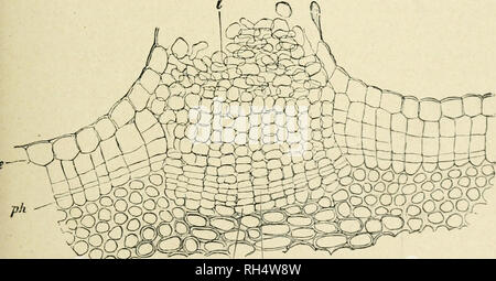 . Botanique de la plante vivante. La botanique. ca Fig. 40. Diagrammes illustrant les étapes successives de la formation du liège dans les cellules (2) directement en dessous de l'épiderme (i). Une montre la première division. B montre le résultat de divisions répétées, résultant en une rangée radiale de cellules. Ces de l'extérieur (a) sont le plus à Liège ; (c) sont phelloderm, qui ajoute au cortex. (6) représente le liège- cambium. murs fins sont modifiés à Liège imperméables (Fig. 41 : pièces droite et gauche du dessin). Comme les cellules de façon sans espaces intercellulaires, ils forment une gamme complète de revêtements de protection. En partie parce Banque D'Images