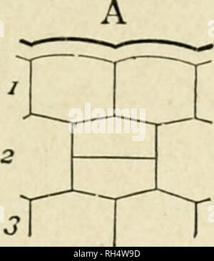 . Botanique de la plante vivante. La botanique. Les TISSUS DE LA TIGE 55 et diviser, agissant comme un cambium-cellule. Les cellules éjectés de celui-ci sur le côté intérieur prendre les caractères de cortex supplémentaires ; ceux sur le côté extérieur agrandir, leur contenu est absorbée, et leur. ca Fig. 40. Diagrammes illustrant les étapes successives de la formation du liège dans les cellules (2) directement en dessous de l'épiderme (i). Une montre la première division. B montre le résultat de divisions répétées, résultant en une rangée radiale de cellules. Ces de l'extérieur (a) sont le plus à Liège ; (c) sont phelloderm, qui ajoute au cortex. (6 Banque D'Images