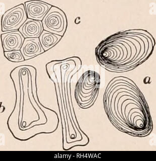 . La botanique pour les écoles secondaires ; un guide à la connaissance de la végétation du quartier. Les plantes. 274 TABLE DES MATIÈRES ET PRODUITS DE CELLULES de leurs grains d'amidon. Détection de l'adultération de divers produits contenant de l'amidon est accompli par l'aide du microscope. Cette méthode est particulièrement important dans la détermination de l'adultération des aliments stock. En fécule de pomme de terre, les grains sont ovales, avec un "noyau" près d'une extrémité, comme montré dans Fig. 444. Ils sont idiots de poinsettia-bell, en forme avec deux noyaux. (Fig. 444.) dans le maïs qu'ils ont les mêmes diamé- ters, avec des fissures radiales. Dans Egyptia Banque D'Images