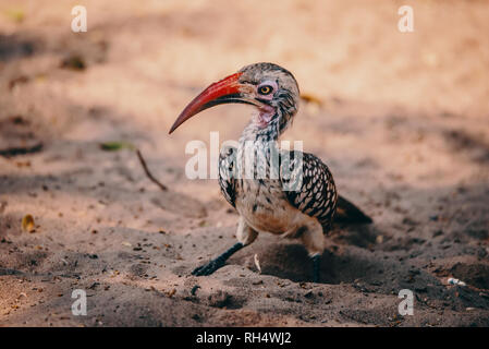 Le sud calao à bec rouge dans Senyati Safari Camp, Botswana Banque D'Images