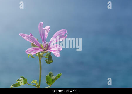 Fleur rose avec des feuilles vertes en face de la mer de colle. Banque D'Images