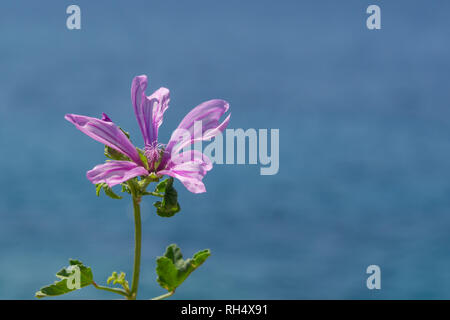Fleur rose avec des feuilles vertes en face de la mer de colle. Banque D'Images