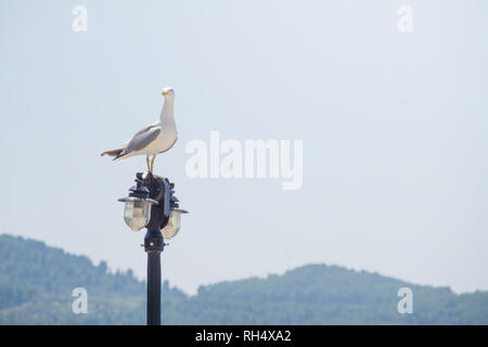 Blanc gris mouette debout sur pilier de l'éclairage des rues. Banque D'Images