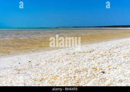 Les coquillages sur une journée ensoleillée à Shell Beach, Coral Coast, Australie occidentale Banque D'Images