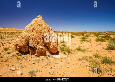 Beaucoup de termitières dans le désert de l'ouest de l'Australie Banque D'Images