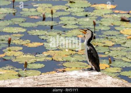 Grand Héron cendré Ardea, assise sur un rocher, en face de l'eau étang Banque D'Images